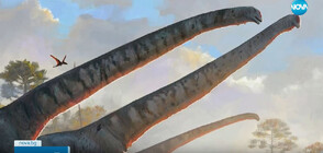 Откриха нов вид динозавър с 15-метров врат (ВИДЕО)