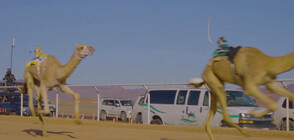 Състезание с камили в Саудитска Арабия събра награден фонд от 21 милиона долара (ВИДЕО)