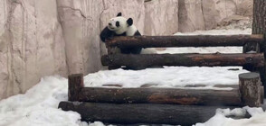 Зарадваха пандите в Московския зоопарк с любимите им лакомства (ВИДЕО)