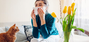 Имунотерапията или как може да се отървем от алергиите (ВИДЕО)