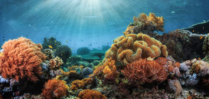 Учени: Все повече коралови рифове страдат от недостиг на кислород