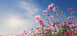 Какво „казват” цветята в българските традиции (ГАЛЕРИЯ)