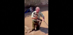 Полицай спасява куче от бурна река (ВИДЕО)