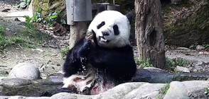 Панда бе заснета да се къпе в джакузи (ВИДЕО)