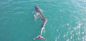 Заснеха 40-тонен кит с гръбначно изкривяване край испанските брегове (ВИДЕО)