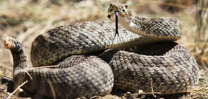 ОТРОВНИ И ОПАСНИ: Десетки ентусиасти ловиха гърмящи змии за забавление (ВИДЕО)