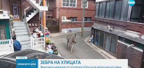 ЗЕБРА НА УЛИЦАТА: Животното избягало от зоопарк и се разходило из Сеул