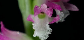 Откриха нов "стъклен" вид орхидея в Япония (ВИДЕО)