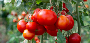 С колко ще поскъпне българският розов домат тази пролет (ВИДЕО)
