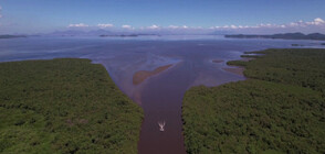 Засадиха над 30 000 дървета, за да отбележат Деня на водата в Бразилия (ВИДЕО)