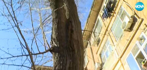12-метрово дърво е напът да рухне върху къща