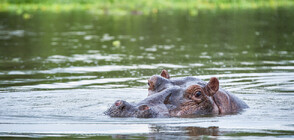 Колумбия изпраща в резервати хипопотамите на Пабло Ескобар