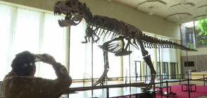 Цял скелет на тиранозавър Рекс отива на търг за 9 млн. долара (ВИДЕО)