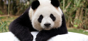 Заснеха палава панда, практикуваща водна йога (ВИДЕО)