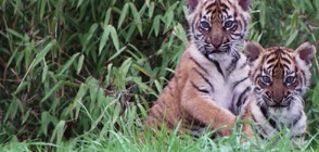 Показаха за пръв път редки суматрански тигърчета (ВИДЕО)