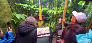 Рядко гигантско "трупно цвете" цъфна в Ню Йорк (ВИДЕО)