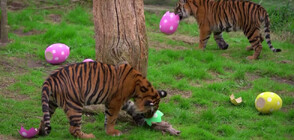 Великденска забава организираха на животните в зоопарка в Лондон (ВИДЕО)