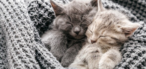 Любопитни факти за котките (ГАЛЕРИЯ)