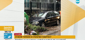 Още сигнали за опасни дървета в район „Изгрев” в София
