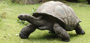 Отгледани в плен гигантски костенурки бяха пуснати на свобода на остров Галапагос (ВИДЕО)