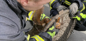 Пожарникари спасиха катерица, заклещена в капак на улична шахта (СНИМКА)