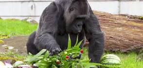 С ЛАКОМСТВА И ПЛОДОВЕ: Най-възрастната горила в света стана на 66 (ВИДЕО)