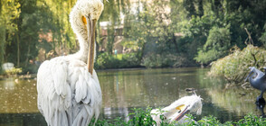 Къдроглави пеликанчета се излюпиха в най-стария зоопарк в света