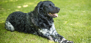 Кученца от рядка порода се родиха във Великобритания (СНИМКИ)