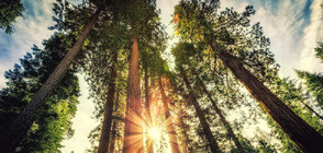 Вижте кое е най-високото дърво в Китай (СНИМКИ)