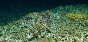 Откриха хилядолетен коралов риф край Галапагоските острови в Еквадор (ВИДЕО)