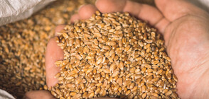 ЕК проучва правните основания на държавите, забранили вноса на зърно от Украйна