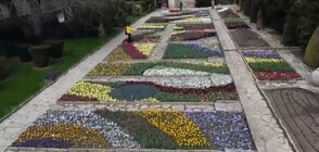 ПАРАД НА ЛАЛЕТАТА: Повече от 60 000 цветя красят Балчик
