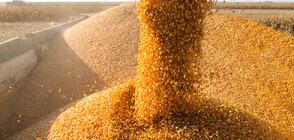 ЕК предложи мерки за решаване на ситуацията с вноса на зърнени култури в България и още 4 страни