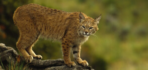 НЕОБИЧАЙНО: Рис се приюти в автомобил, вадиха го трима шерифи (ВИДЕО)