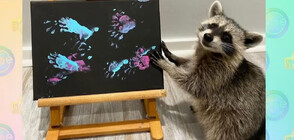 Миещи мечки рисуват картини шедьоври (ВИДЕО)