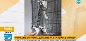 Лемури, пекари и семейство нутрии - новите обитатели на зоопарка в Стара Загора (ВИДЕО)