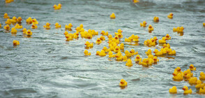 НЕОБИЧАЙНА НАДПРЕВАРА: Организират състезание с гумени патета в САЩ (ВИДЕО)