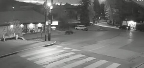 Мечка спринтира по улиците на Владая (ВИДЕО)