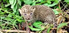 Горски служители спасиха малко леопардче (ВИДЕО)