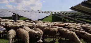 Овце „косят” тревните площи на соларен парк в Косово (ВИДЕО)