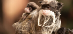 Едни от най-редките видове маймуни в света пристигнаха в зоопарка в Бургас