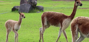 УМИЛИТЕЛНИ КАДРИ: Бебета животни разтапят сърцата на посетителите на зоопарк в Перу (ВИДЕО)