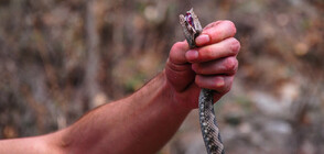 ТЪРСИ СЕ: Община Варна иска да назначи професионален ловец на змии