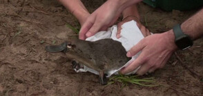 След 50 г.: Птицечовки се завръщат в най-стария национален парк в Австралия (ВИДЕО)