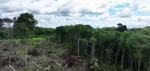 Обезлесяването на Амазонка е намаляло с 68% (ВИДЕО)