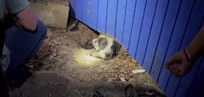 Новинарски екип спаси куче под руините на къща в Тексас (ВИДЕО)