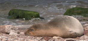 Рядък вид тюлен предизвика сензация на израелски плаж (ВИДЕО)