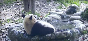 Вижте как панда се изкъпа в „джакузи” (ВИДЕО)