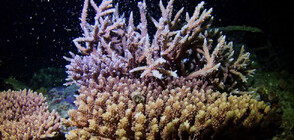 ФЕНОМЕН: Започна размножаването на коралите край Окинава (ВИДЕО)