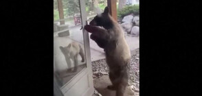 Любопитен мечок отвори входна врата на къща, изплаши собственика (ВИДЕО)